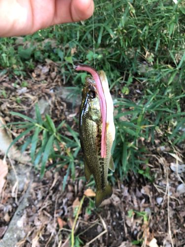 ブラックバスの釣果