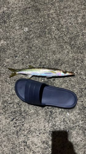 カマスの釣果
