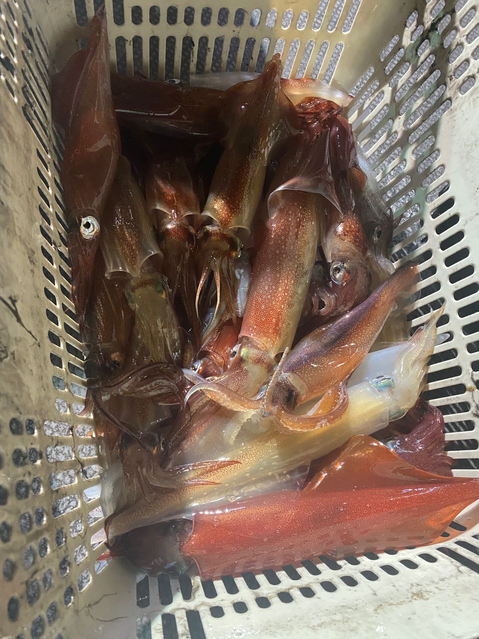 kusayaさんの釣果 2枚目の画像