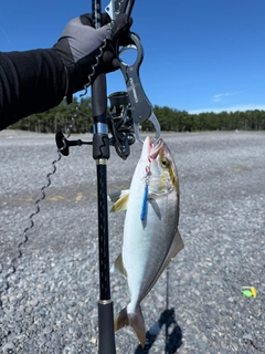 シオの釣果