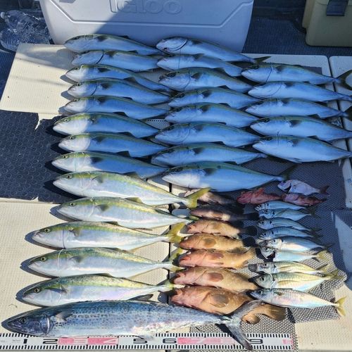 ハマチの釣果