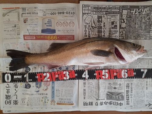 マルスズキの釣果