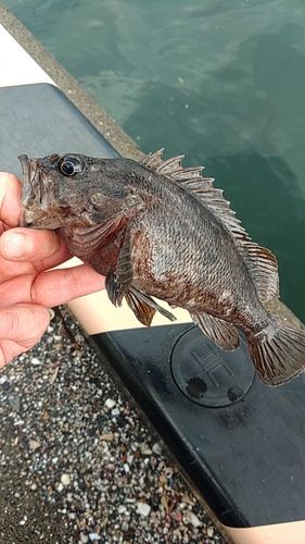 ムラソイの釣果