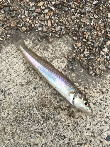 キスの釣果