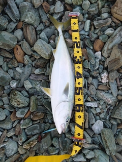 ヤズの釣果