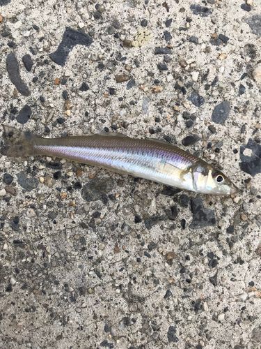 キスの釣果