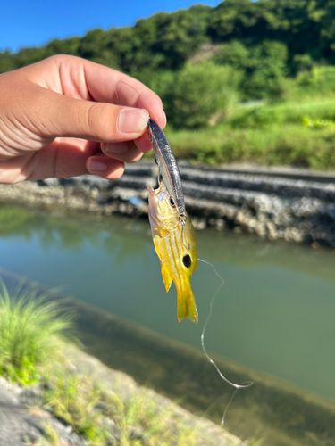 ヤマトビーの釣果