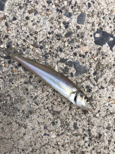 キスの釣果