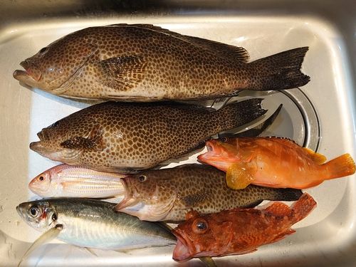 オオモンハタの釣果