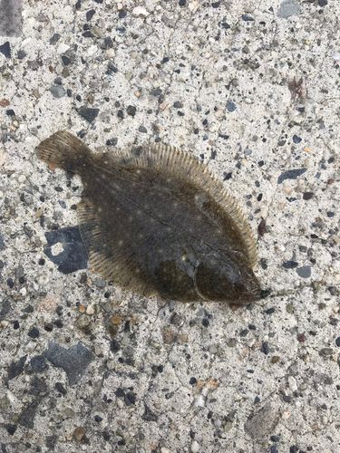 ヒラメの釣果