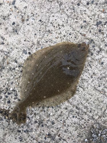 ヒラメの釣果