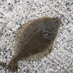 ヒラメ