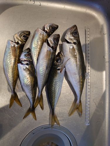 アジの釣果