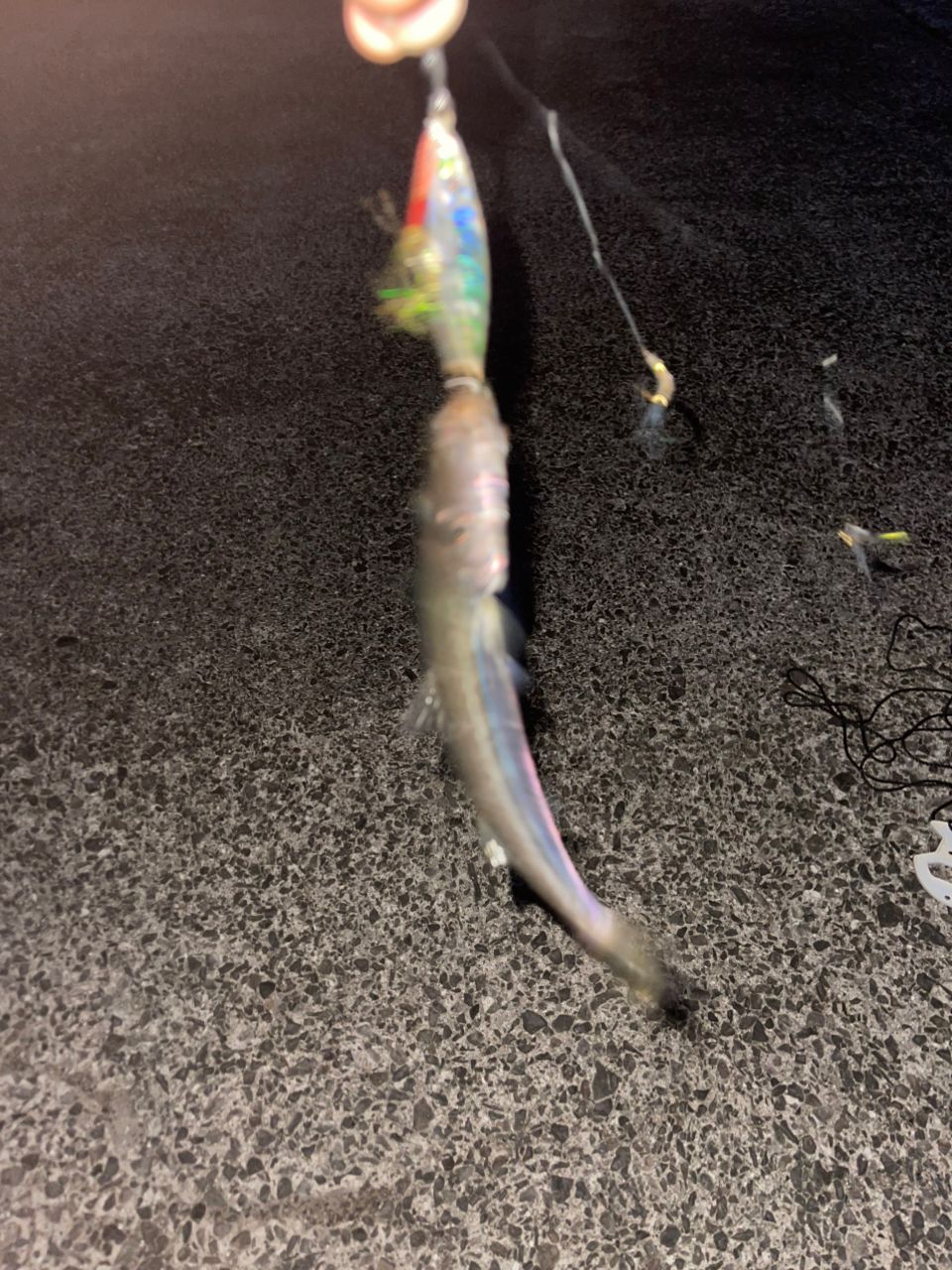 ミドさんの釣果 2枚目の画像