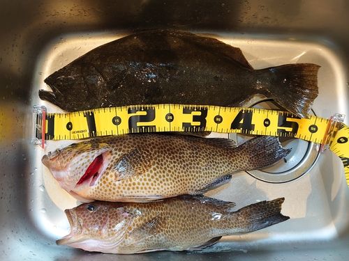 ヒラメの釣果