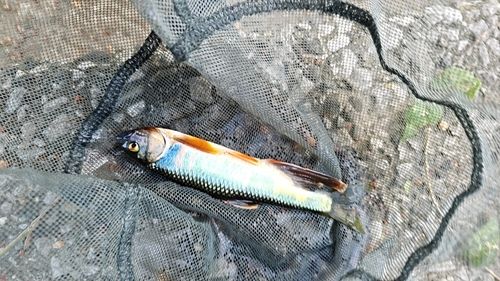 オイカワの釣果