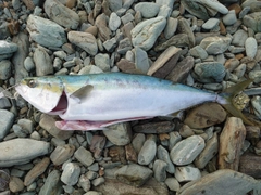 ヤズの釣果