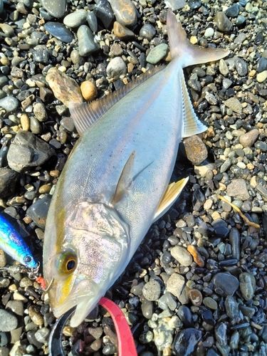 ショゴの釣果