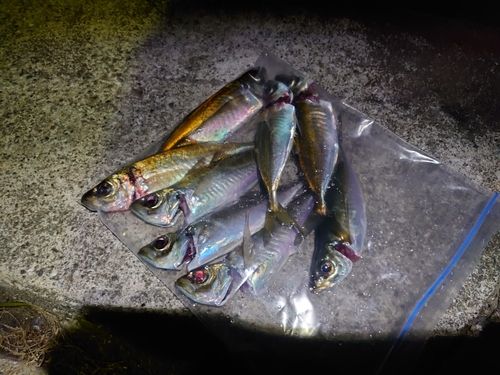 アジの釣果