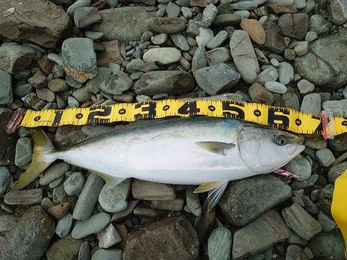 ヤズの釣果