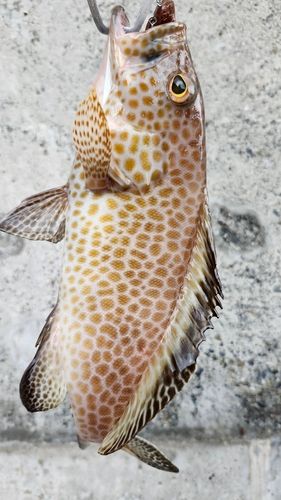 オオモンハタの釣果