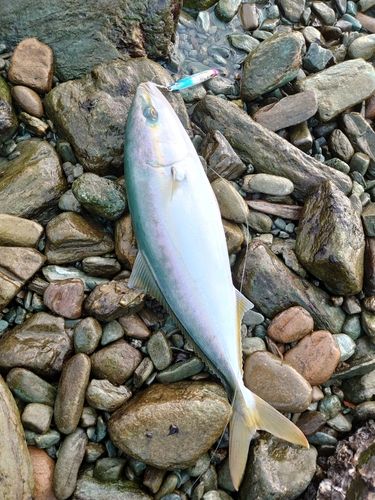ヤズの釣果
