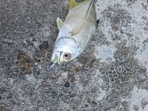 メッキの釣果