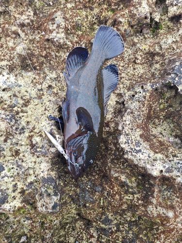 アオノメハタの釣果