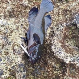 アオノメハタ