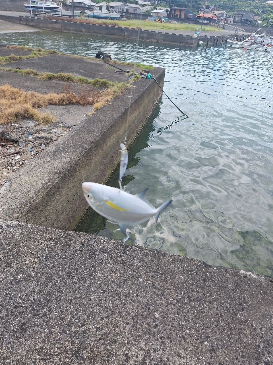 アオノメハタ