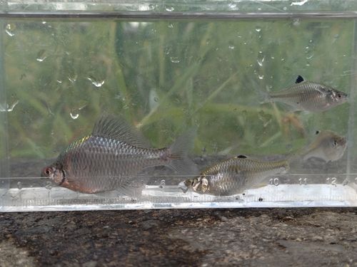 タナゴの釣果