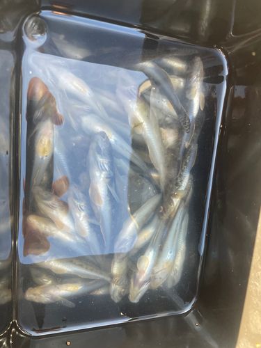 マハゼの釣果