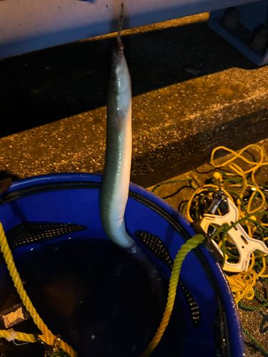 ニホンウナギの釣果