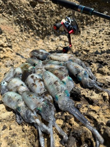 アオリイカの釣果