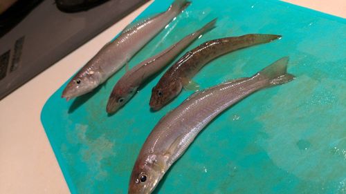キスの釣果