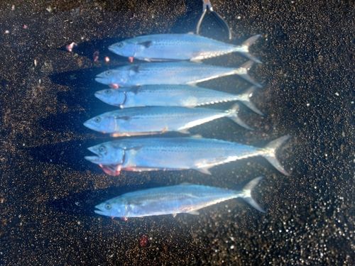 サゴシの釣果