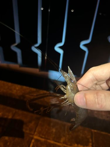 テナガエビの釣果