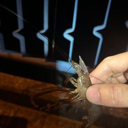 テナガエビ