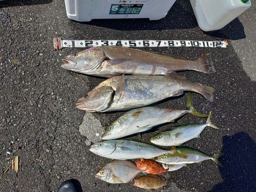 オオニベの釣果