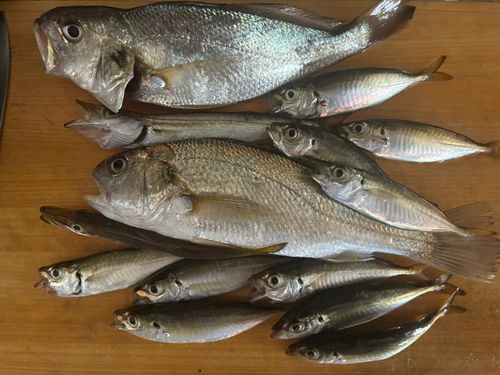 イシモチの釣果