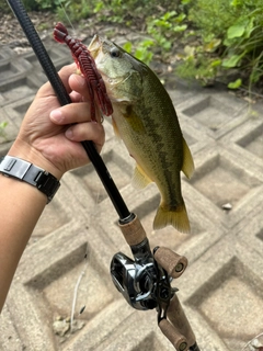 ラージマウスバスの釣果