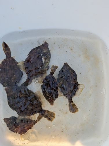 カワハギの釣果