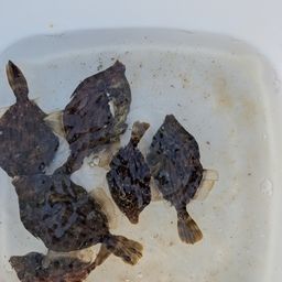 カワハギ
