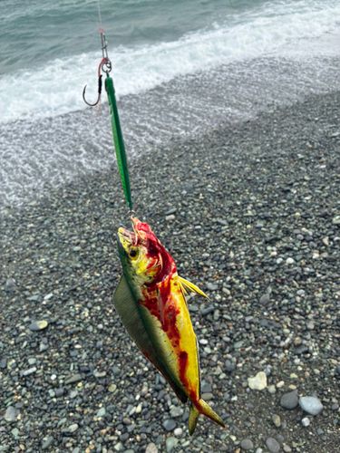 シイラの釣果