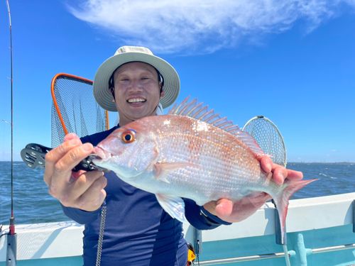 マダイの釣果