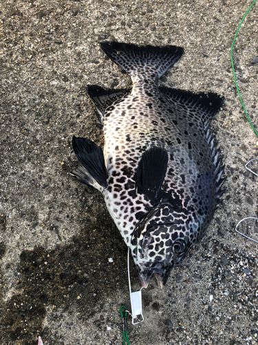 イシガキダイの釣果