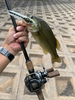 ラージマウスバスの釣果