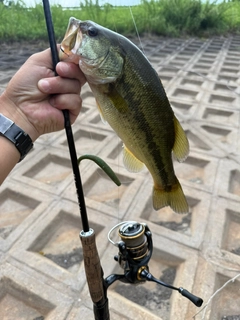 ラージマウスバスの釣果