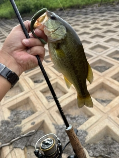 ラージマウスバスの釣果