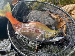 ヒメマスの釣果